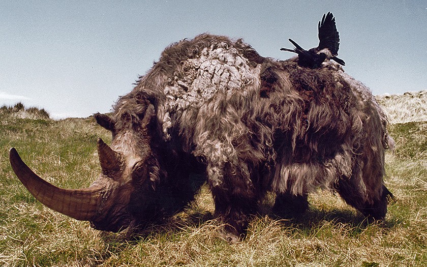 Modell von einem Wollhaarnashorn