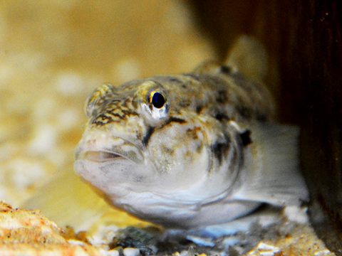 Vis in het zeeaquarium bij Ecomare