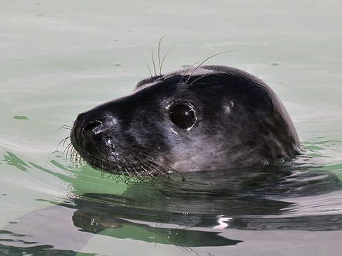 Grijze zeehond Justin