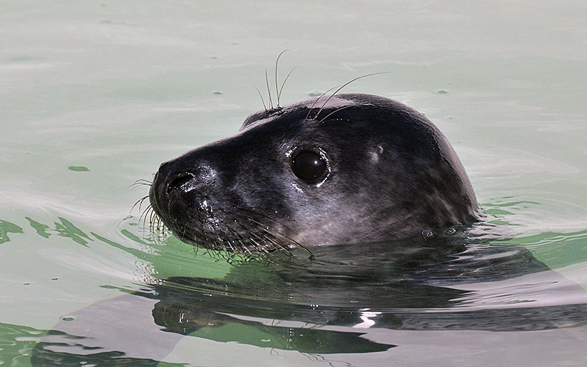 Grijze zeehond Justin