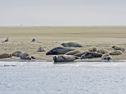 Zeehonden op de Razende Bol (© Ecomare)