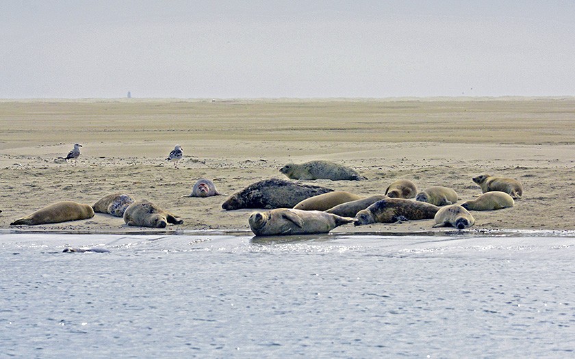 Zeehonden op de Razende Bol (© Ecomare)