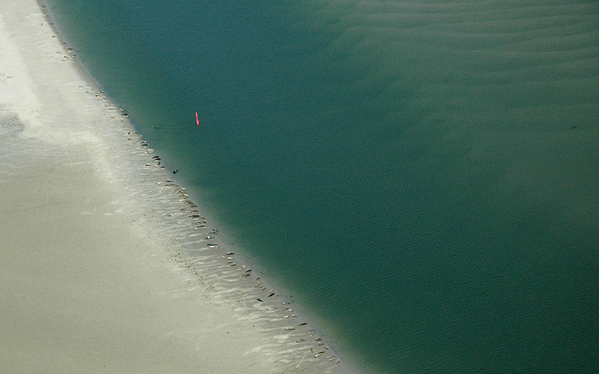 Zeehonden op een wadplaat langs een wantij. Langs de rode boeien kun je bij hoog water varen. Foto Salko de Wolf