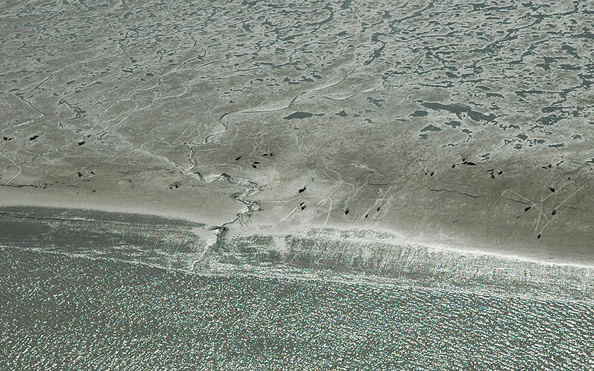 Seehunde auf einer schlickigen Wattplate. Foto Salko de Wolf