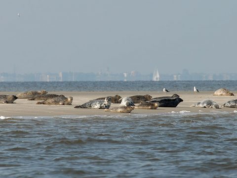 Zeehonden liggen op zandbank