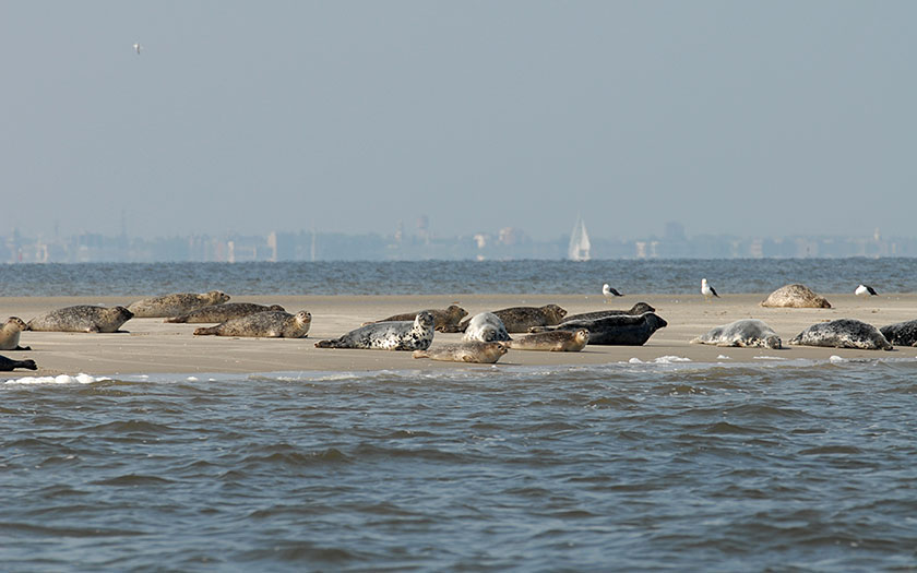 Zeehonden liggen op zandbank