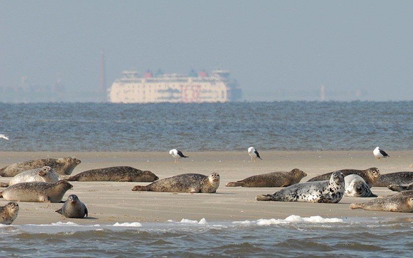 Gewone zeehonden vlakbij Texel (© Ecomare)