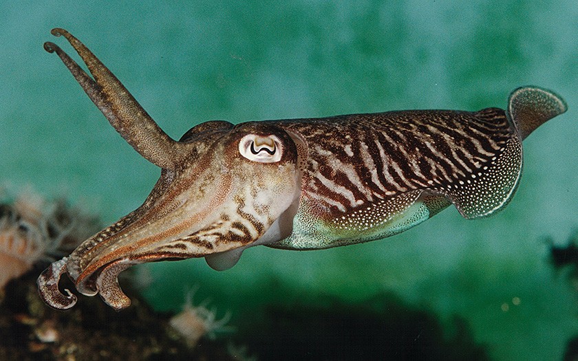 A cuttlefish defending itself from enemies