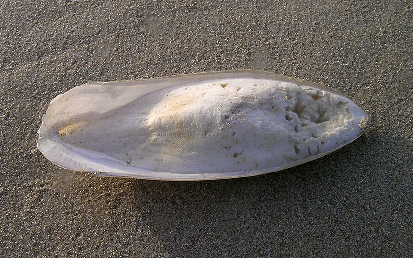 Cuttlebone from cuttlefish