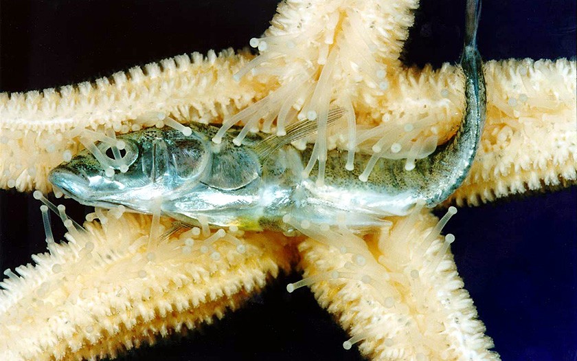 Starfish eats a fish (© Ecomare)