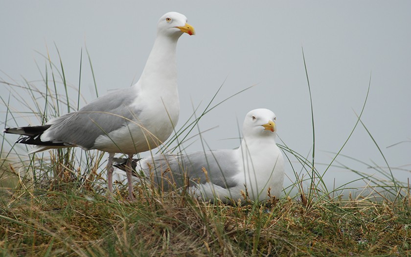 Twee zilvermeeuwen, een zittend, de ander staand.