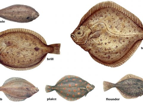 Collage flatfish