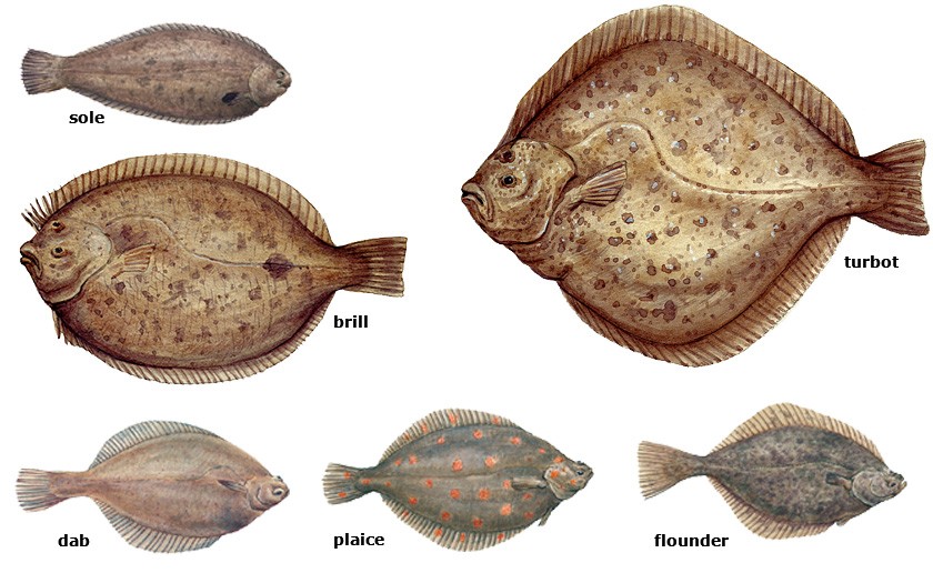 Collage flatfish (© Erik van Ommen)