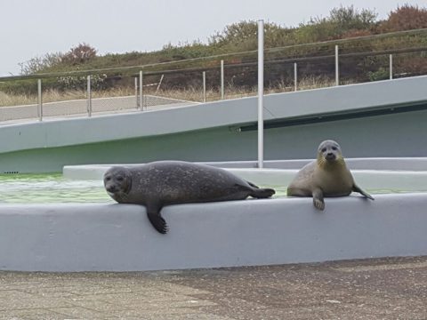 De jonge zeehonden Francia en Antonius, samen op de kant