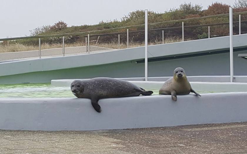 De jonge zeehonden Francia en Antonius, samen op de kant