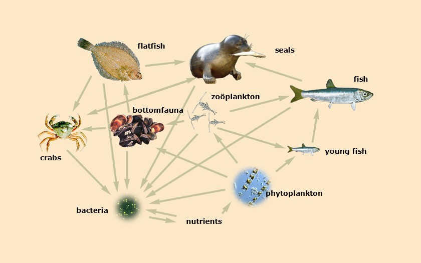 Scheme of a food chain for sea fish (© Ecomare)