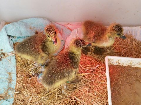 Jonge grauwe gansjes in de opvang