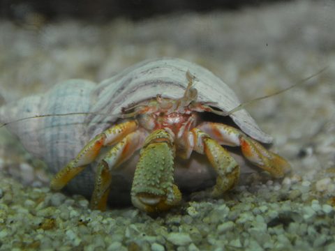 Heremietkreeft in wulkenhuisje