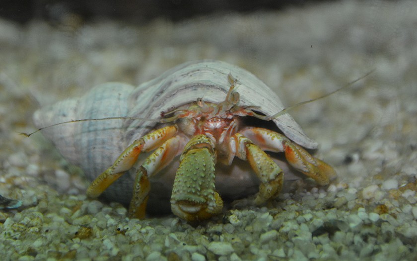 Heremietkreeft in wulkenhuisje