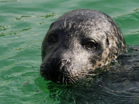 Adoptiezeehond Rob bij Ecomare