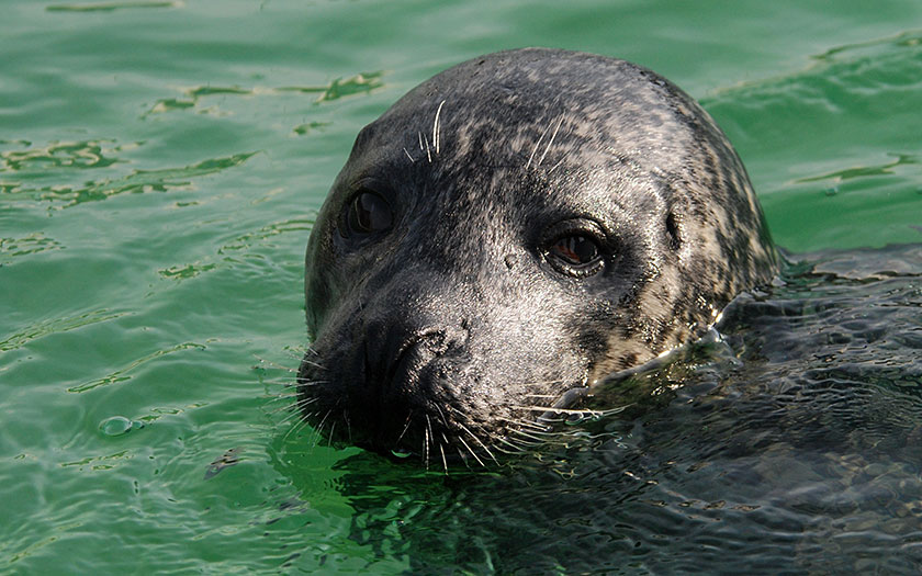 Adoptiezeehond Rob bij Ecomare