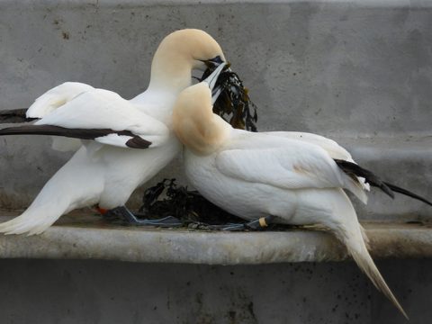 Jan-van-genten in de weer met blaasjeswier