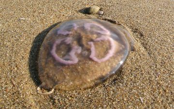 Oorkwal op het strand