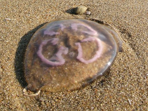 Oorkwal op het strand