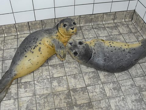 Twee jonge zeehonden, gelig door de zalmemulsie