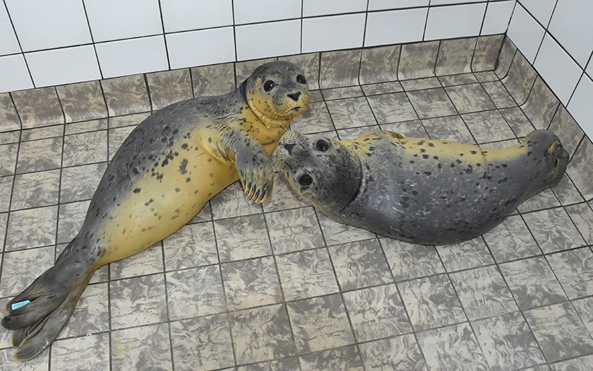 Twee jonge zeehonden, gelig door de zalmemulsie