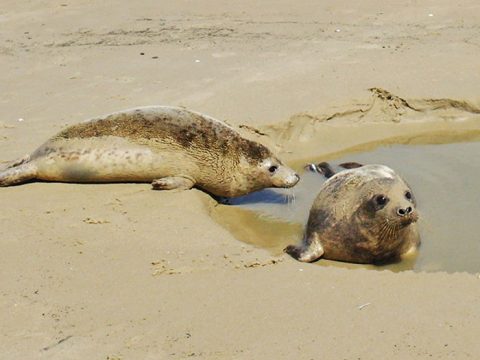 Zeehonden terug naar zee