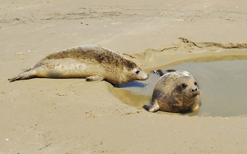 Zeehonden terug naar zee