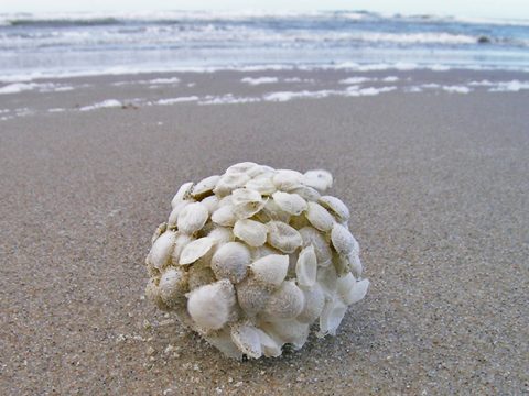 Eikapsel wulk op het strand