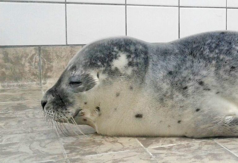 Zeehondpup Micky in de opvang