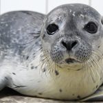 Zeehondpup Micky in de opvang