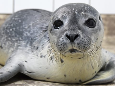 Zeehondpup Micky in de opvang