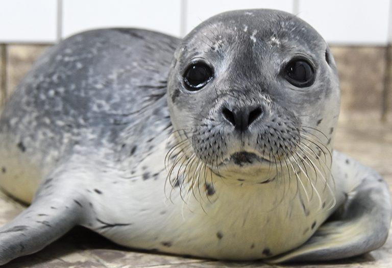 Zeehondpup Micky in de opvang