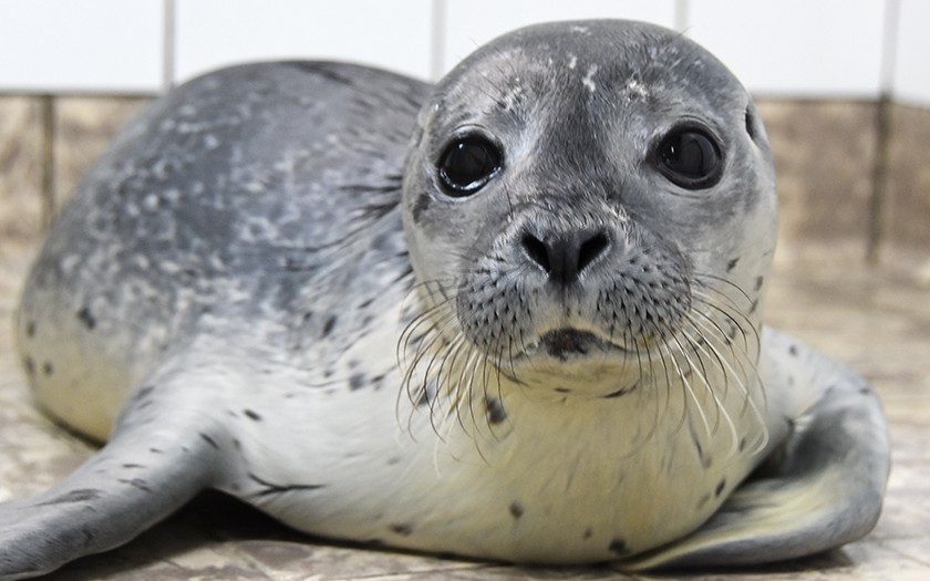 Zeehondpup Micky in de opvang