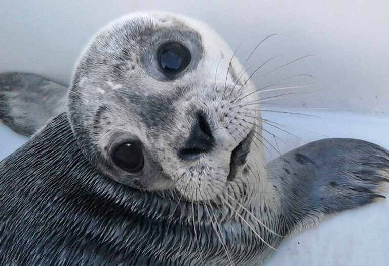 Zeehondenpup Micky in de opvang