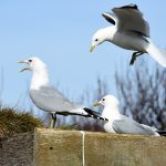 Stormmeeuwen bij Ecomare