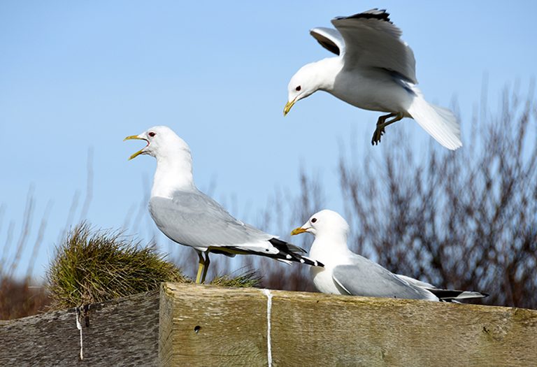 Stormmeeuwen bij Ecomare