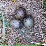 nest met drie stormmeeuweieren