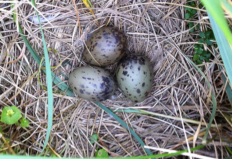 nest met drie stormmeeuweieren