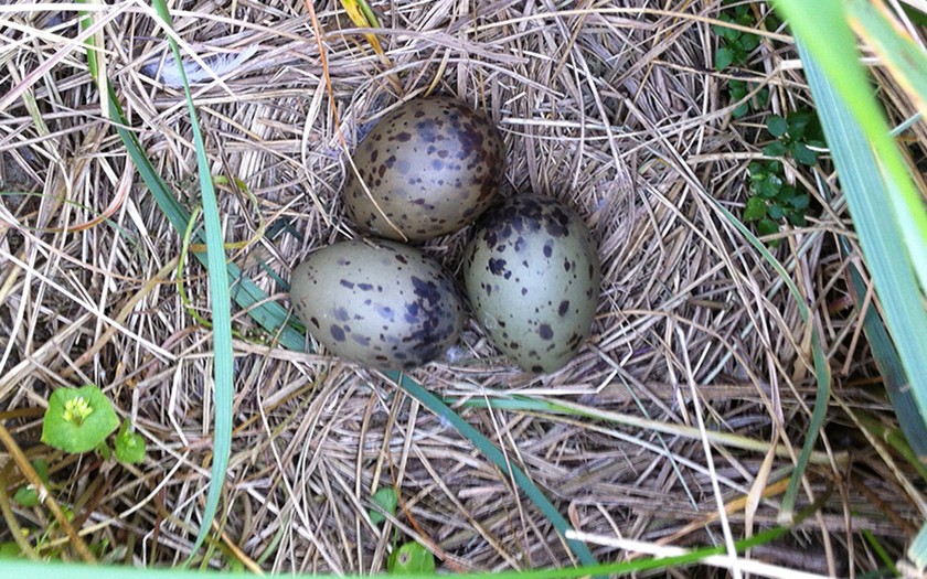 nest met drie stormmeeuweieren