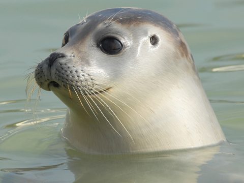 Zeehond in het water