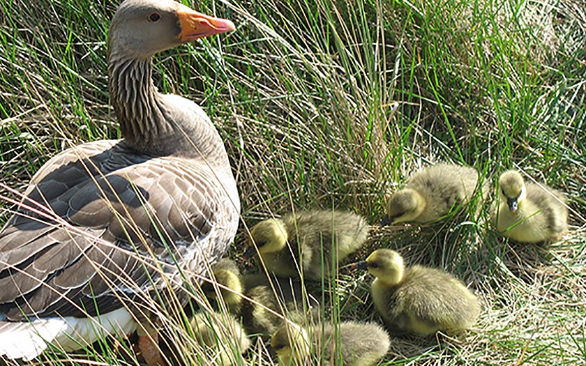 Gans met kuikens