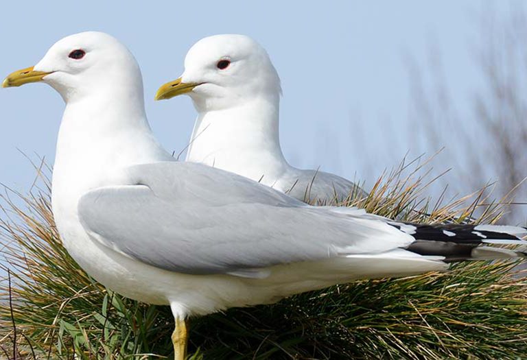 Een stormmeeuwenpaartje bij Ecomare