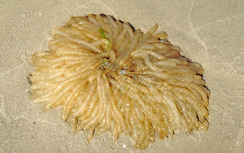 Eisnoer gewone pijlinktvis op het strand