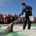 Voeren van zeehonden bij Ecomare