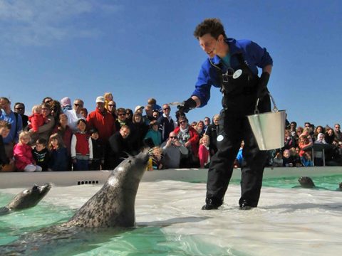 Voeren van zeehonden bij Ecomare